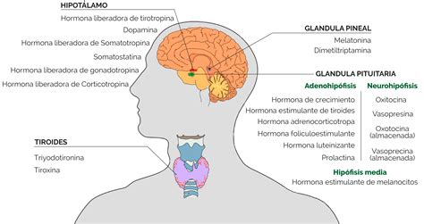 hormonas del sistema endocrino